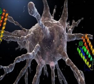 A vírus és az immunrendszer - a típusát és módszereit immunvédelem (immunrendszert a vírusokkal szemben) A vírus és az immunrendszer - a típusát és módszereit immunvédelem