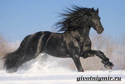 egy fekete ló