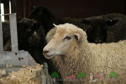 Mindenféle betegség a juhok és bárányok, a tünetek és a kezelés