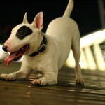 Jellemzői Bull Terrier kutya fajta szabványok, gondozás és fotó háziállatok (bullterrier) Bull Terrier kutya fajta jellemzője az ellátás színvonalát és kisállat fotók