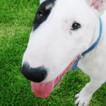 Jellemzői Bull Terrier kutya fajta szabványok, gondozás és fotó pet (ellátás) Bull Terrier kutya fajta jellemzője az ellátás színvonalát és kisállat fotók