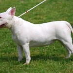 Jellemzői Bull Terrier kutya fajta szabványok, gondozás és fotó pet (ellátás) Bull Terrier kutya fajta jellemzője az ellátás színvonalát és kisállat fotók