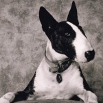 Jellemzői Bull Terrier kutya fajta szabványok, gondozás és fotó háziállatok (kutya) Bull Terrier kutya fajta jellemzője az ellátás színvonalát és kisállat fotók