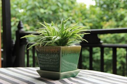 Chlorophytum ellátás, fotók virágok, egyre nagyobb a víz pot, terjedését rozetták (a gyerekek), valamint a (szín) Chlorophytum ellátás, fotók virágok, egyre nagyobb a víz pot, terjedését rozetták (a gyerekek), valamint