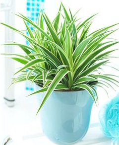 Chlorophytum ellátás, fotók virágok, egyre nagyobb a víz pot, terjedését rozetták (a gyerekek), valamint