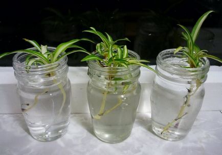 Chlorophytum ellátás, fotók virágok, egyre nagyobb a víz pot, terjedését rozetták (a gyerekek), valamint a (víz) Chlorophytum ellátás, fotók virágok, egyre nagyobb a víz pot, terjedését rozetták (a gyerekek), valamint
