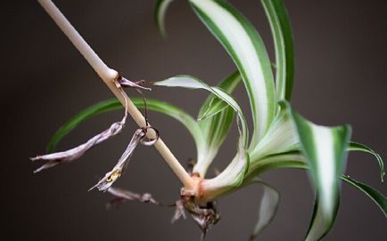 Chlorophytum ellátás, fotók virágok, egyre nagyobb a víz pot, terjedését rozetták (a gyerekek), valamint a (szín) Chlorophytum ellátás, fotók virágok, egyre nagyobb a víz pot, terjedését rozetták (a gyerekek), valamint