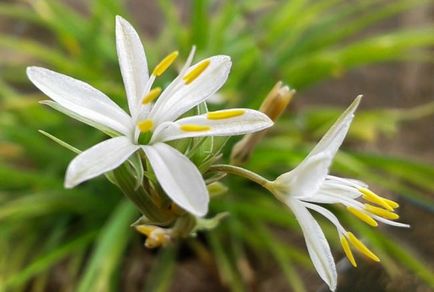 Chlorophytum ellátás, fotók virágok, egyre nagyobb a víz pot, terjedését rozetták (a gyerekek), valamint a (szín) Chlorophytum ellátás, fotók virágok, egyre nagyobb a víz pot, terjedését rozetták (a gyerekek), valamint