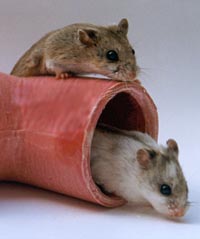 aranyhörcsög