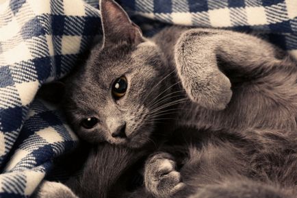 Miért macska mauled emberi lábak