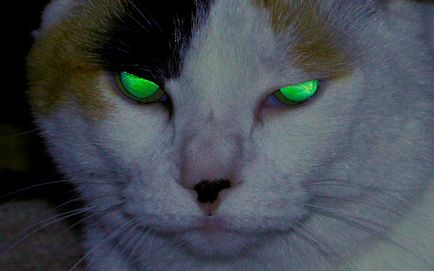 Titokzatos macska - két arca szokatlan színű állat