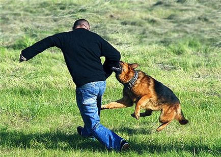 Elleni védelem kutyák - módszerek és eszközök hatékony védelme kutyák