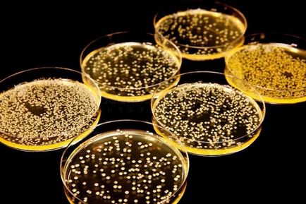 Hogyan kell szedni a teszt staphylococcus