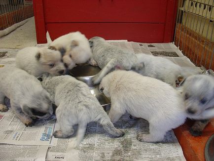 Hogyan táplálkoznak a kölyök rendesen Hogyan táplálkoznak a kölyök rendesen