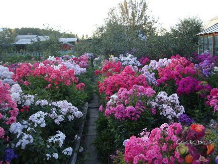 Mi a növény Phlox Mi a növény Phlox