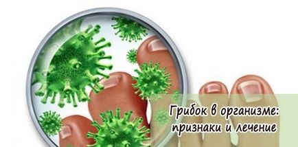 Hogyan működik egy gomba Hogyan működik egy gomba