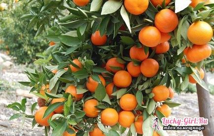 Hogyan növény otthon mandarin Hogyan növény otthon mandarin