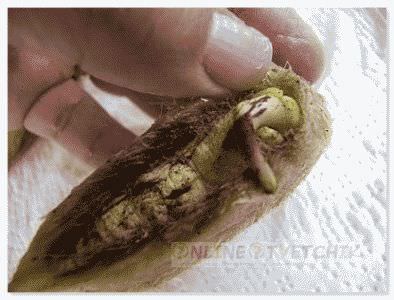 Mi nőnek mangó otthon Mi nőnek mangó otthon