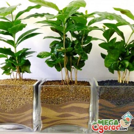 Arabica kávé otthoni gondozást Arabica kávé otthoni gondozást