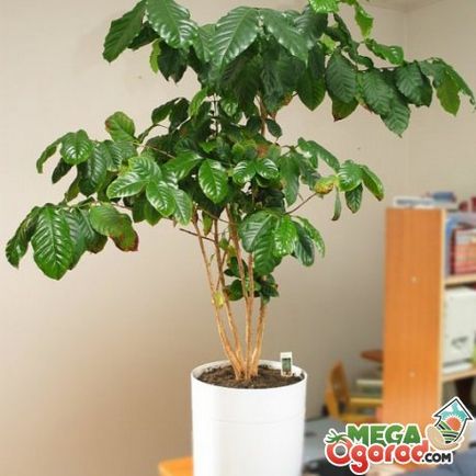Arabica kávé otthoni gondozást Arabica kávé otthoni gondozást