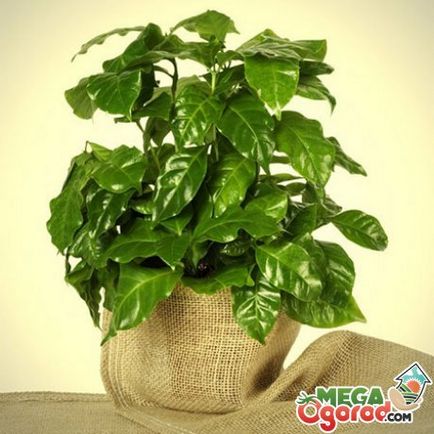 Arabica kávé otthoni gondozást Arabica kávé otthoni gondozást