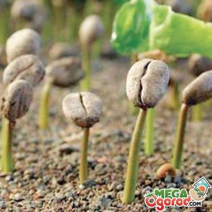 Arabica kávé otthoni gondozást Arabica kávé otthoni gondozást