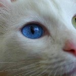 Amelyek alkalmasak a macskák Amelyek alkalmasak a macskák