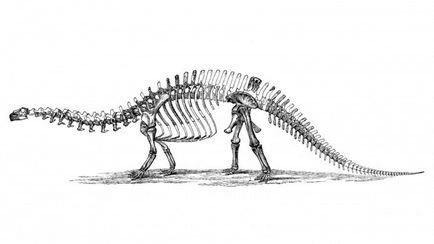 Hogyan alakult ki a dinoszauruszok Hogyan alakult ki a dinoszauruszok
