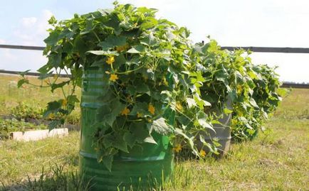 Barrel uborka Barrel uborka
