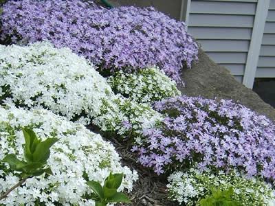 Mi a növény Phlox Mi a növény Phlox