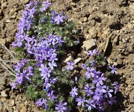 Mi a növény Phlox Mi a növény Phlox