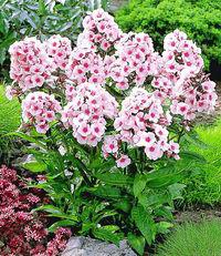 Mi a növény Phlox Mi a növény Phlox