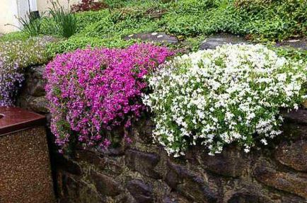Mi a növény Phlox Mi a növény Phlox