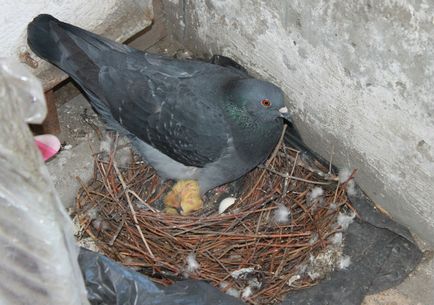 A csibéket etetik a galambokat