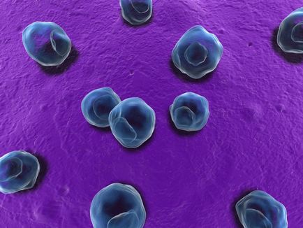 Chlamydia és a terhesség kezelés Chlamydia és a terhesség kezelés