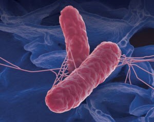 Escherichia coli kezelés