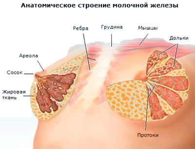 Mi rostos breast