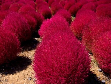 Hogyan Grow kohiyu Hogyan Grow kohiyu