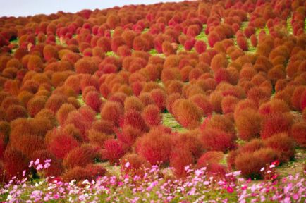 Hogyan Grow kohiyu Hogyan Grow kohiyu