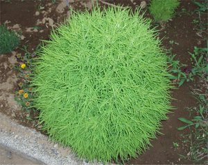 Hogyan Grow kohiyu Hogyan Grow kohiyu