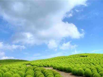 Hogyan Grow kohiyu Hogyan Grow kohiyu