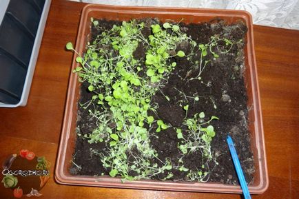 Hogyan növény Petunia Hogyan növény Petunia