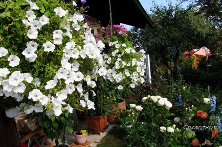 Hogyan növény Petunia Hogyan növény Petunia
