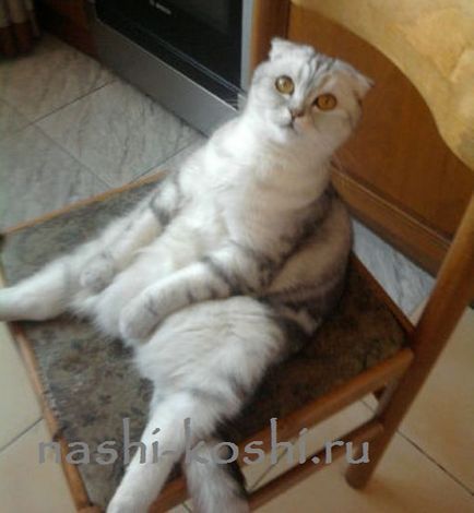 Fold macska képek Fold macska képek