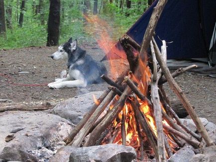 Hogyan Husky mondja