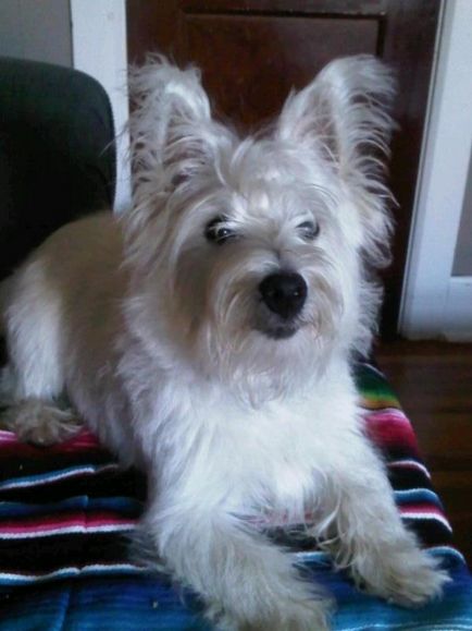 Terrier Kutya Terrier Kutya