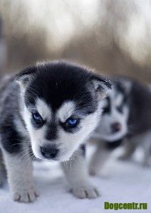 Hogyan Husky mondja