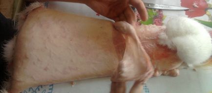Öltözködés nyúl bőr otthon Öltözködés nyúl bőr otthon