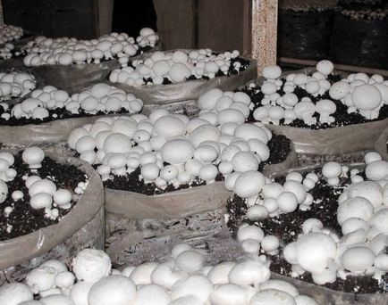 Gombák termesztésére otthon