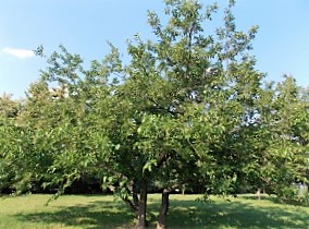Milyen bogyó eperfa Milyen bogyó eperfa